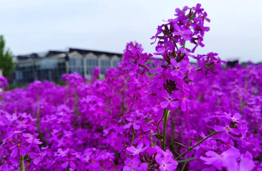 紫杆油菜花图片