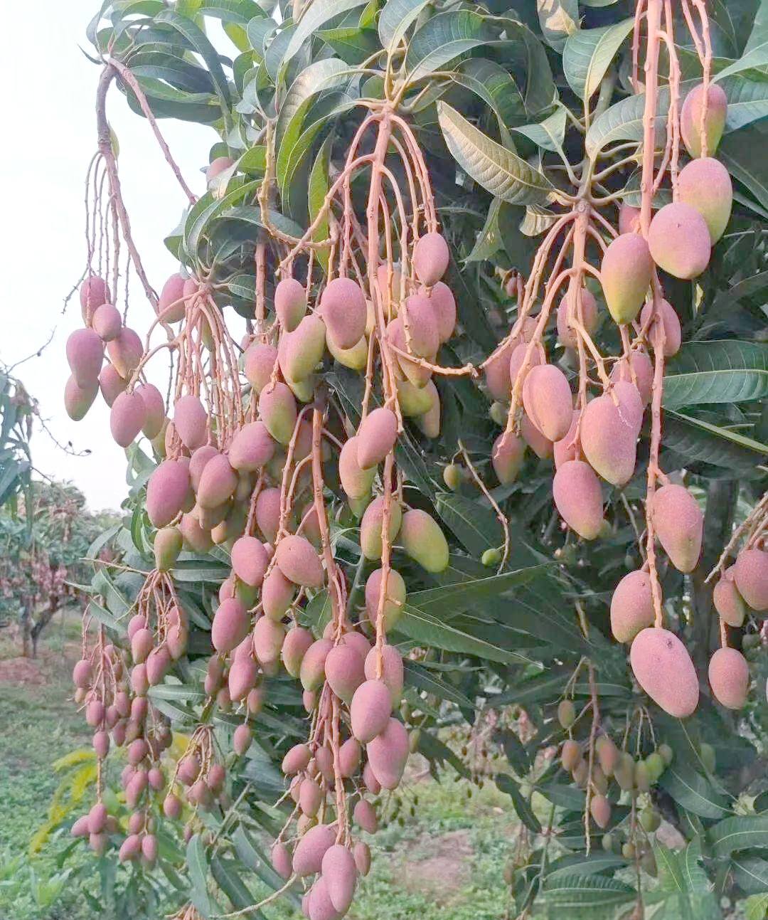 热带水果的诗意