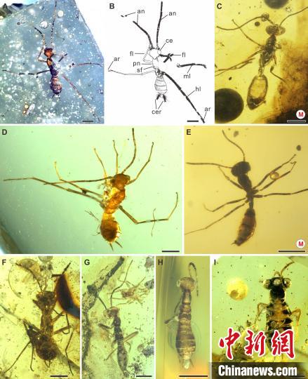 古生物学家在缅甸琥珀中发现最古老的蚂蚁模仿者