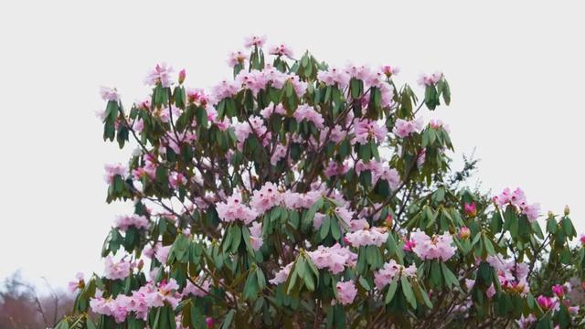 灿若云霞,醉了春光!保康的云锦杜鹃花开正艳