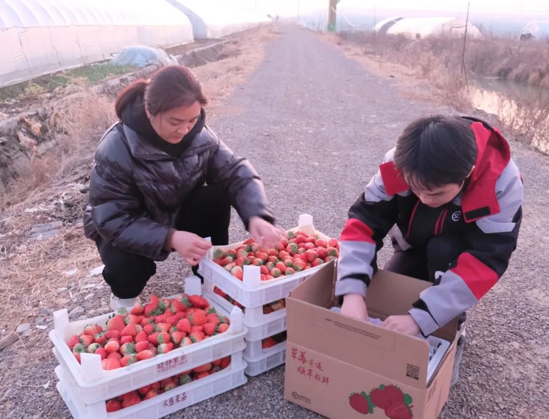 2022长丰草莓节图片