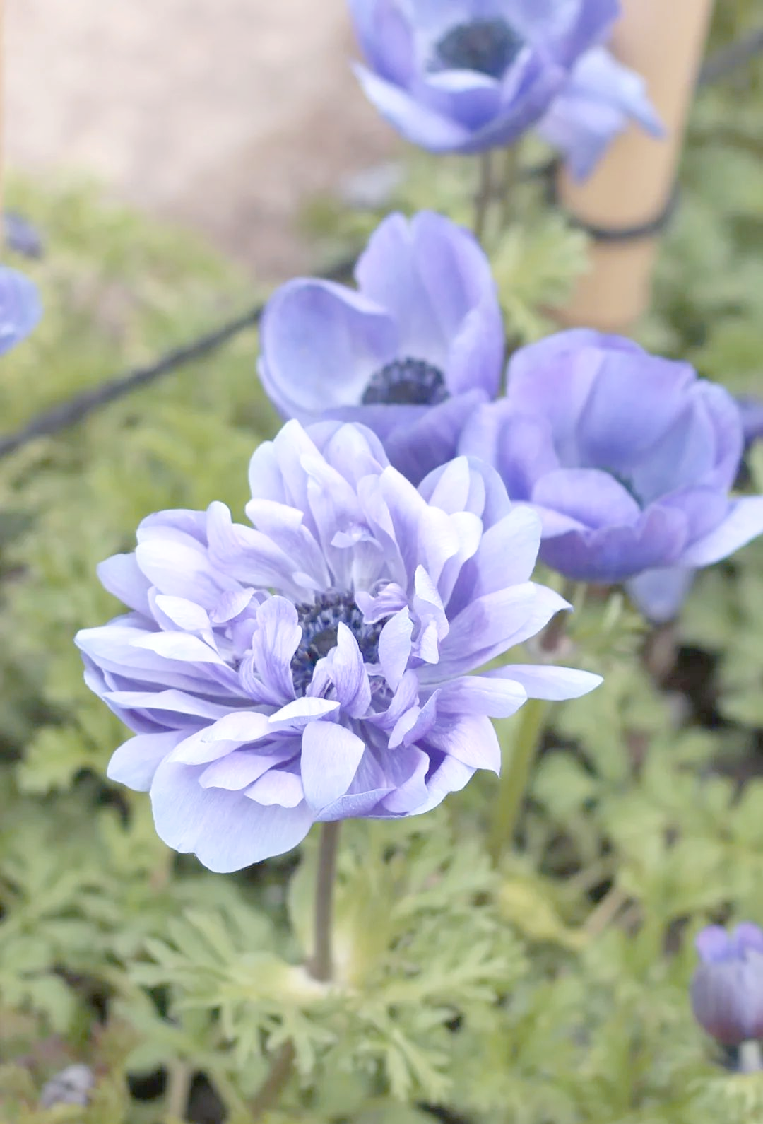 欧洲银莲花:从外观到花语的全方位解读