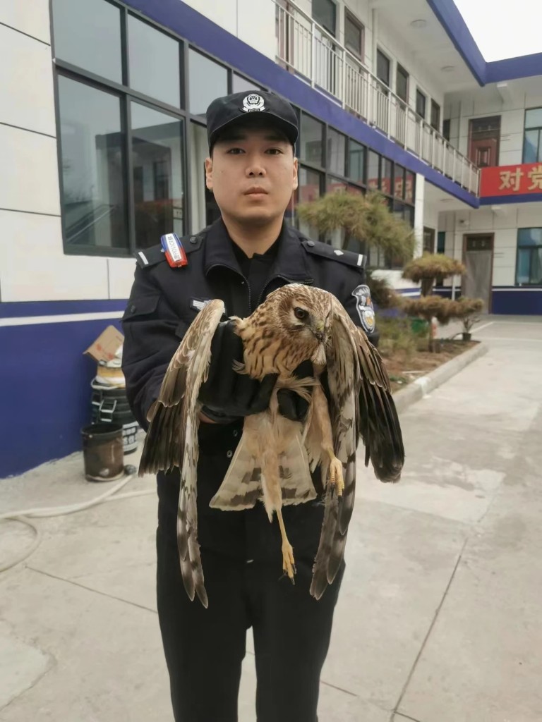 兴平公安民警救助国家保护动物"雀隼"