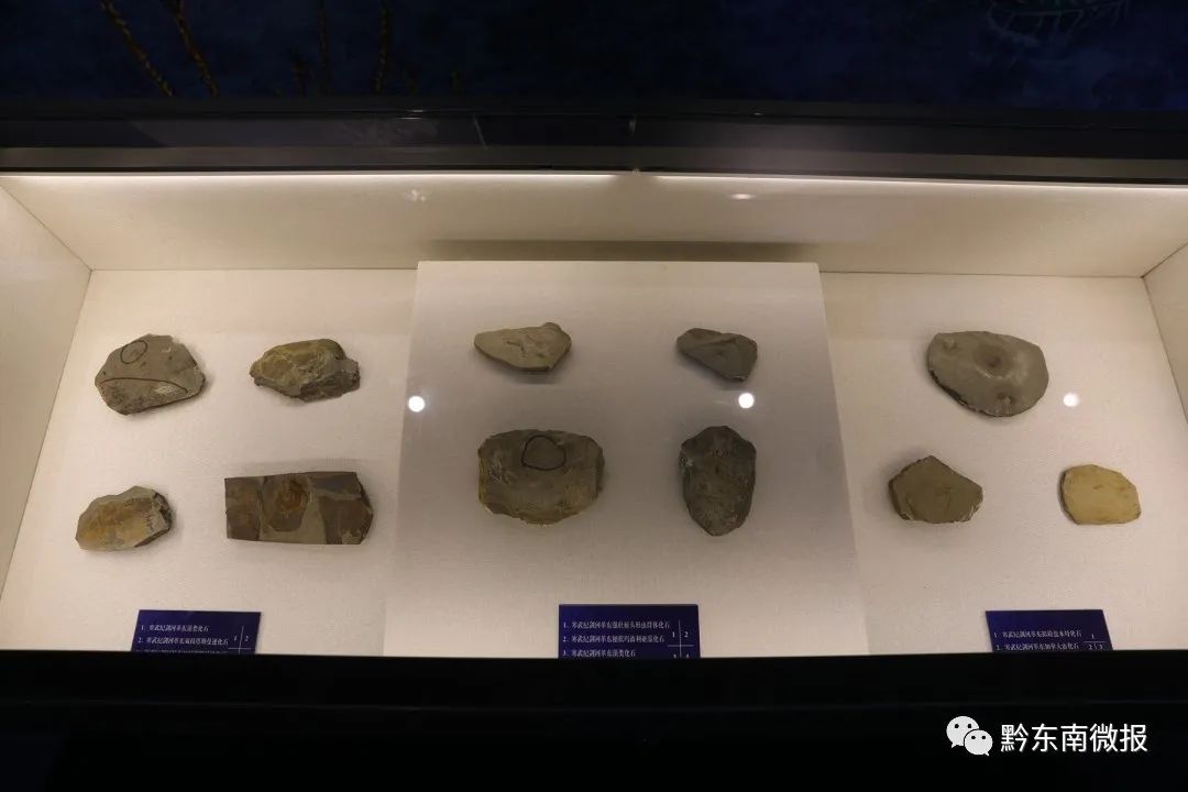 "凯里生物群"——始海百合