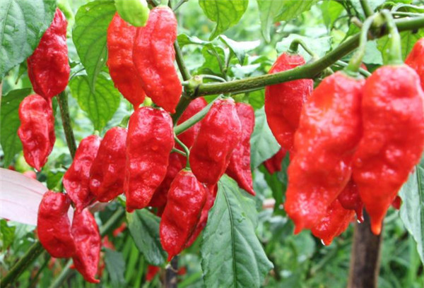 工业辣椒,人送外号"辣椒界的战狼",可不能轻易尝试