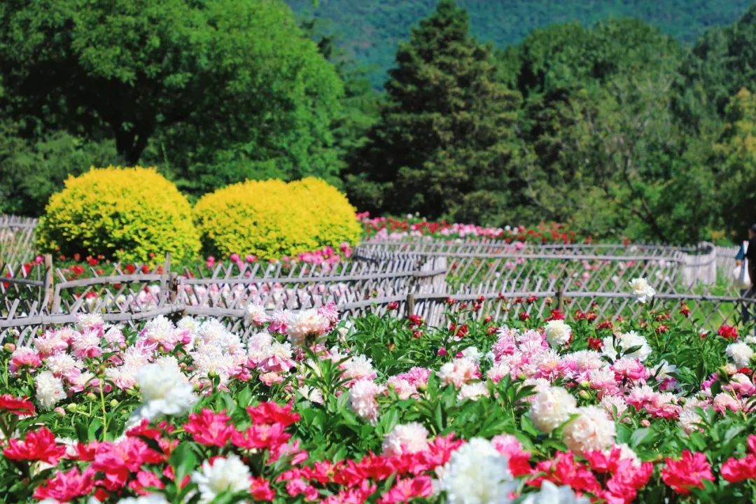 北京市属公园及中国园林博物馆初夏赏花攻略来了,多图直击