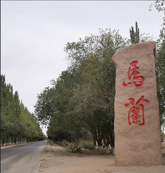 每日一戳:新疆马兰