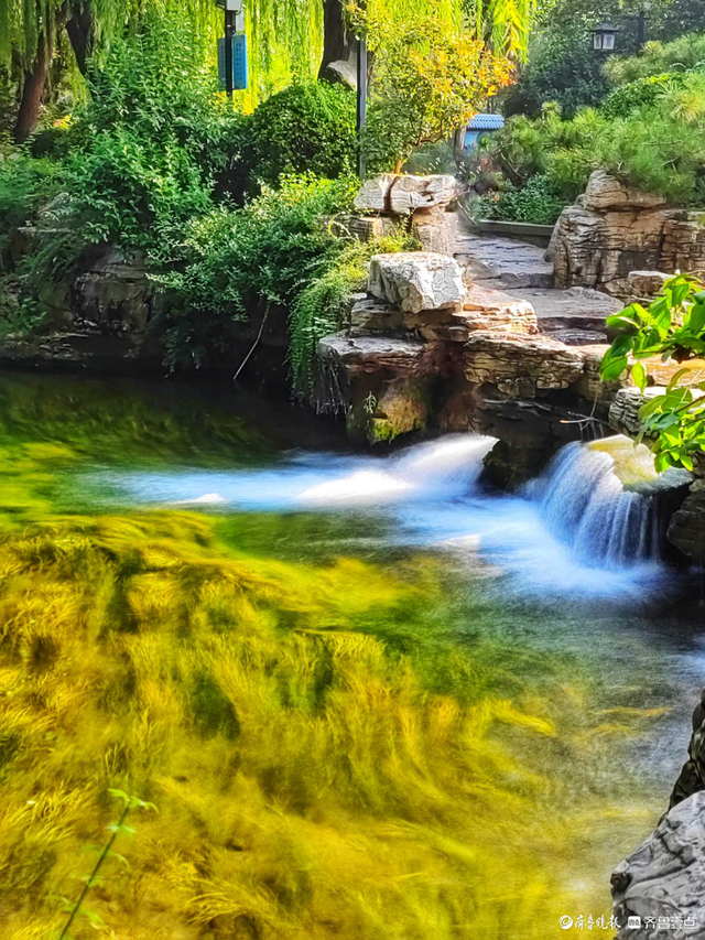 好景山东|泉清柳绿风景好!济南趵突泉公园泉水如丝,宛若仙境