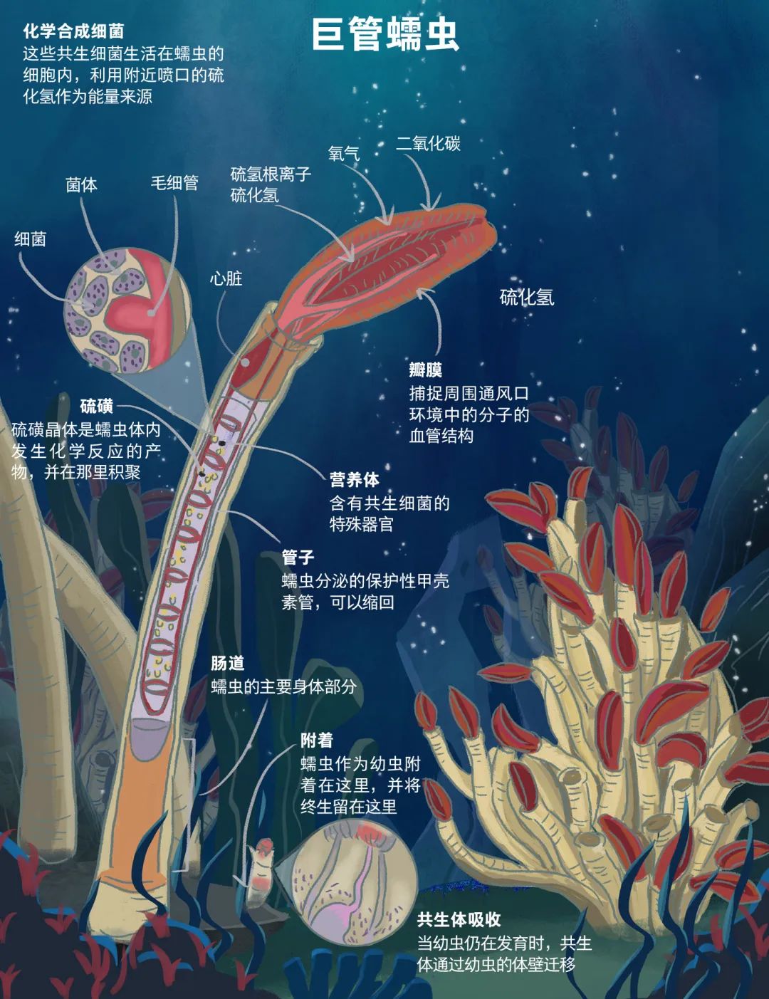海洋生物学习通答案（海洋生物学期末试卷）