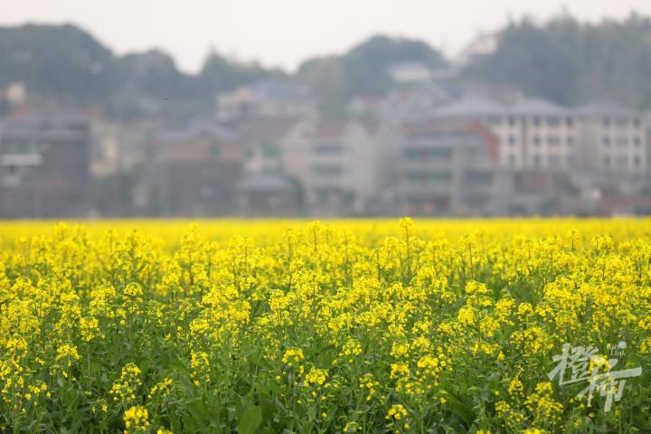 富阳的油菜花太好拍啦