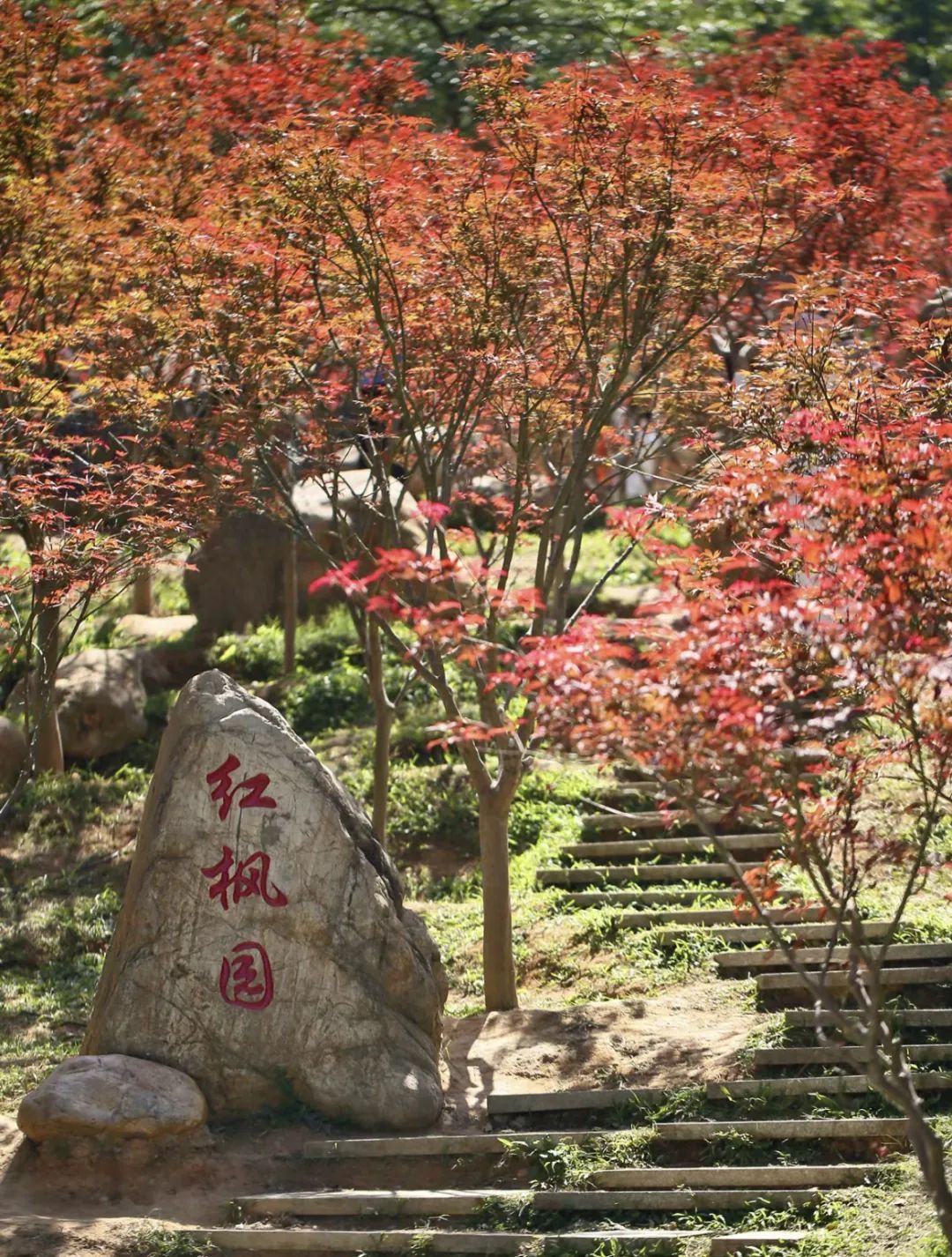 广州帽峰山生态园门票图片