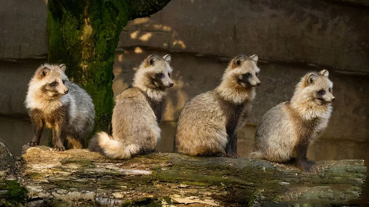 上海发现大量"小野兽",在景观池里抓鱼吃,追着路人讨要食物