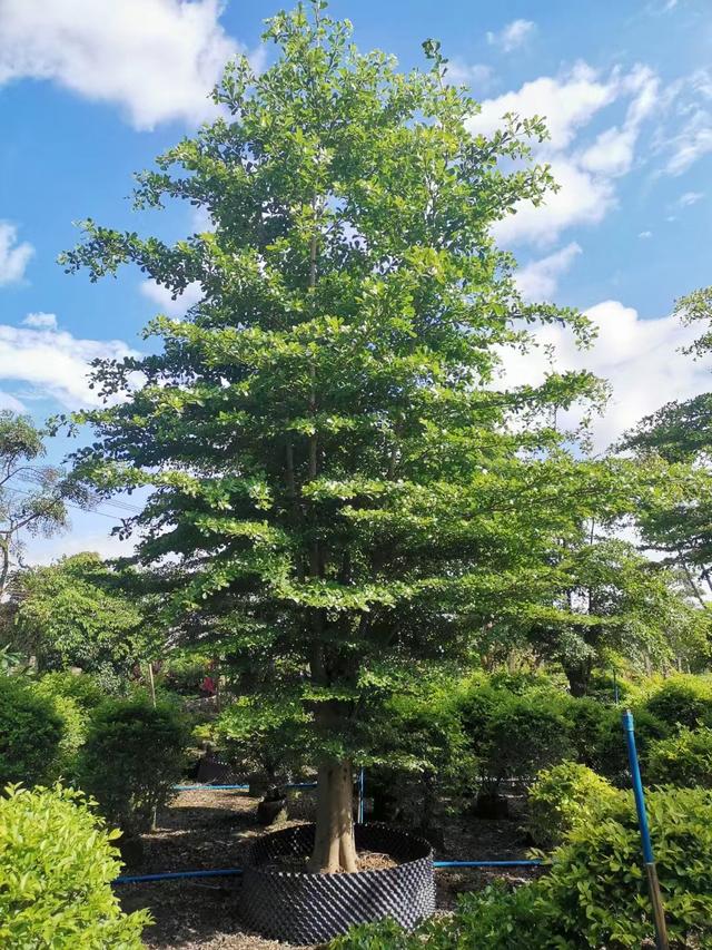 小叶榄仁树适合什么地方种植