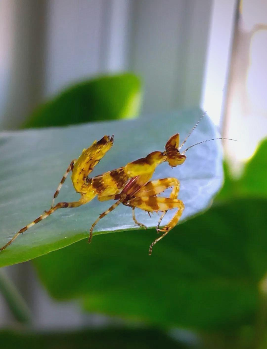 从卵到成虫:眼斑螳螂的神奇成长之旅