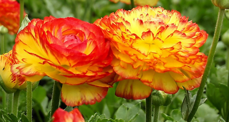 洋牡丹的花语和寓意