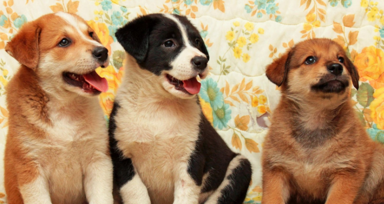 狗崽崽重庆话什么意思