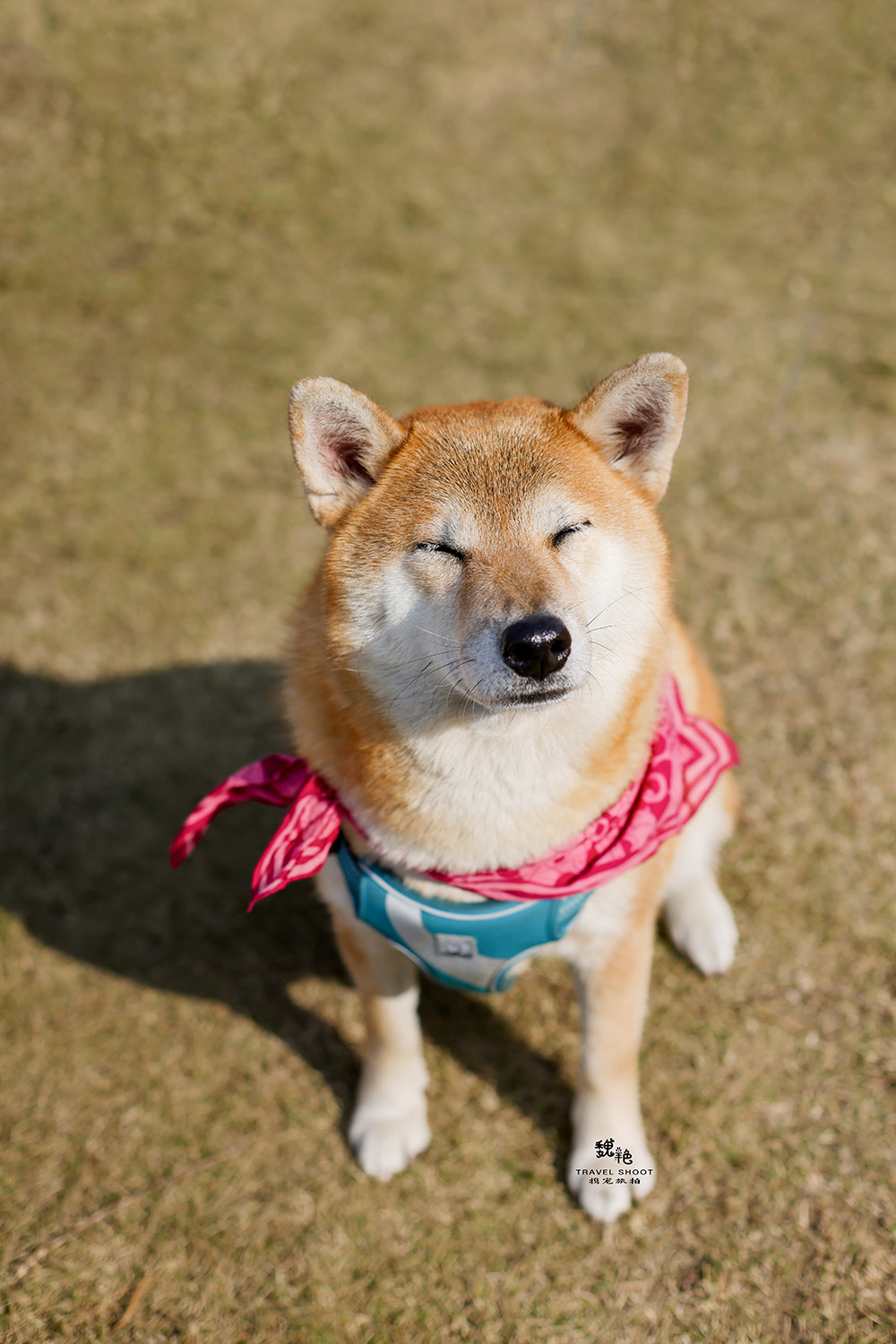分享一位宠物摄影师魏艳宠物摄影作品~柴犬年会上幸福的狗狗