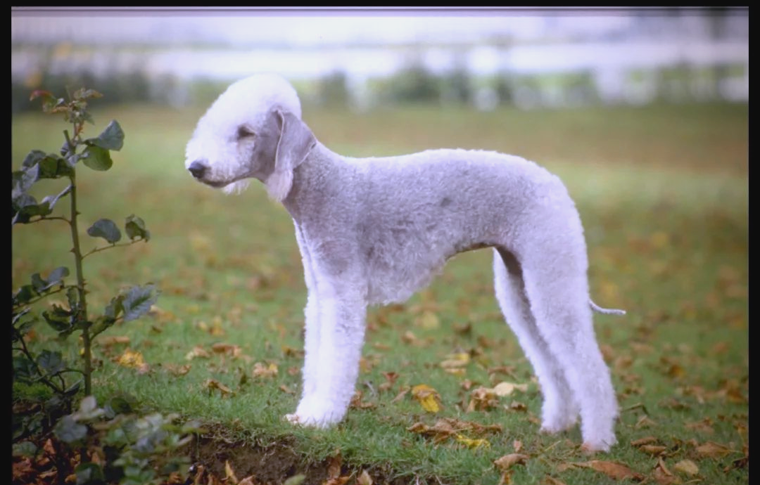 深入了解贝灵顿梗:羊咩咩的小猎犬形象