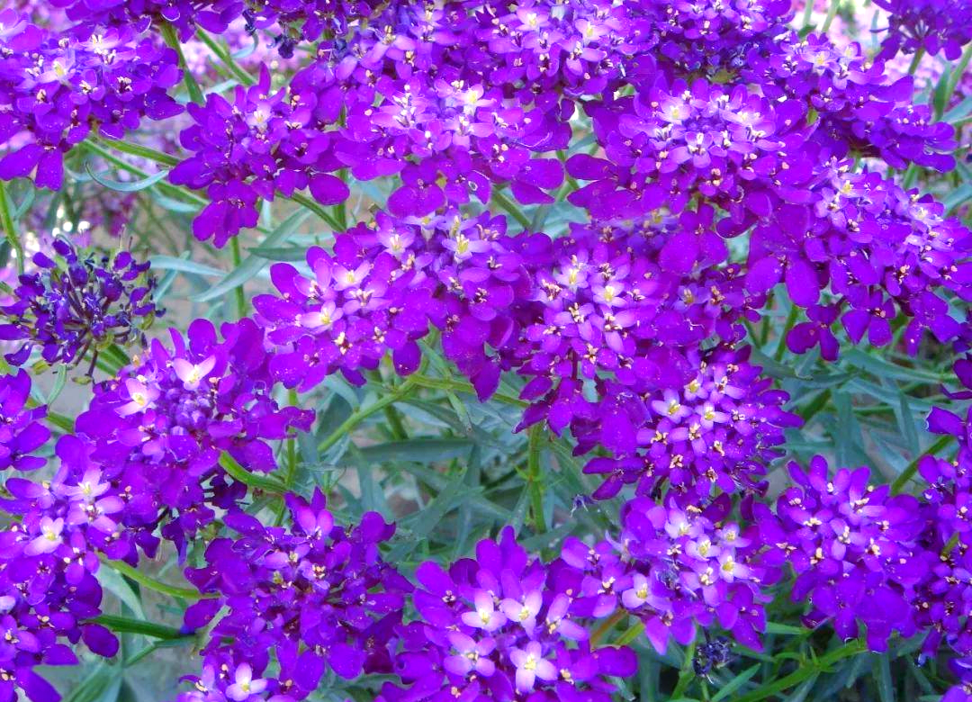 蜂室花种植全攻略:从播种到养护的实用技巧