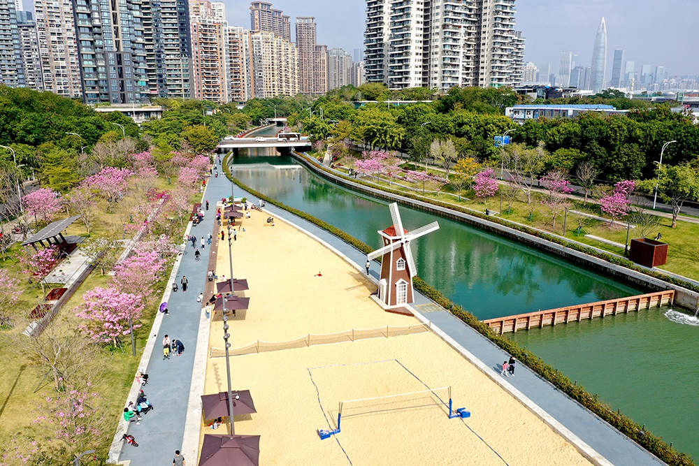 南山区中心河公园一河碧水 两岸紫花绽放