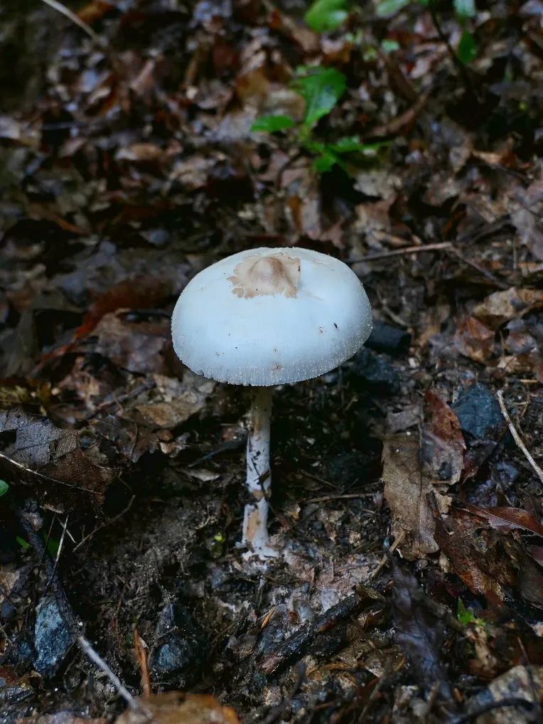 菇如其名,这个蘑菇的菌肉受伤后会变成红色,不过这个特征在球盖青褶伞