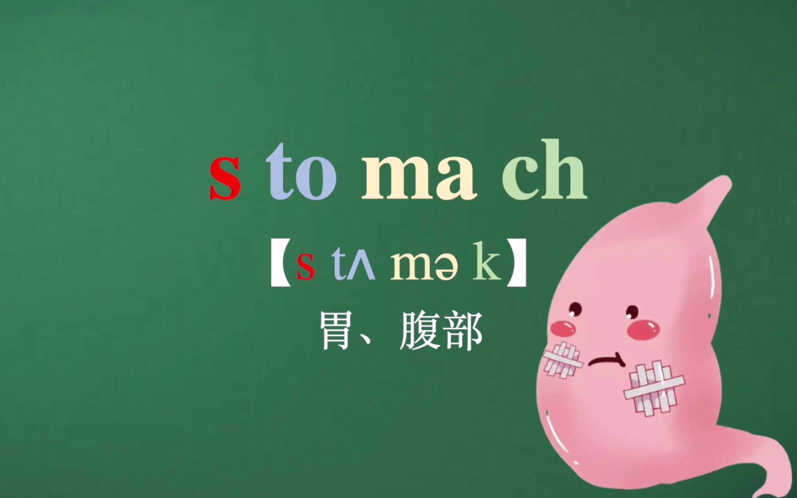 stomach复数图片