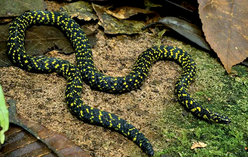 探索蛇类世界:两头蛇属的奥秘与多样性