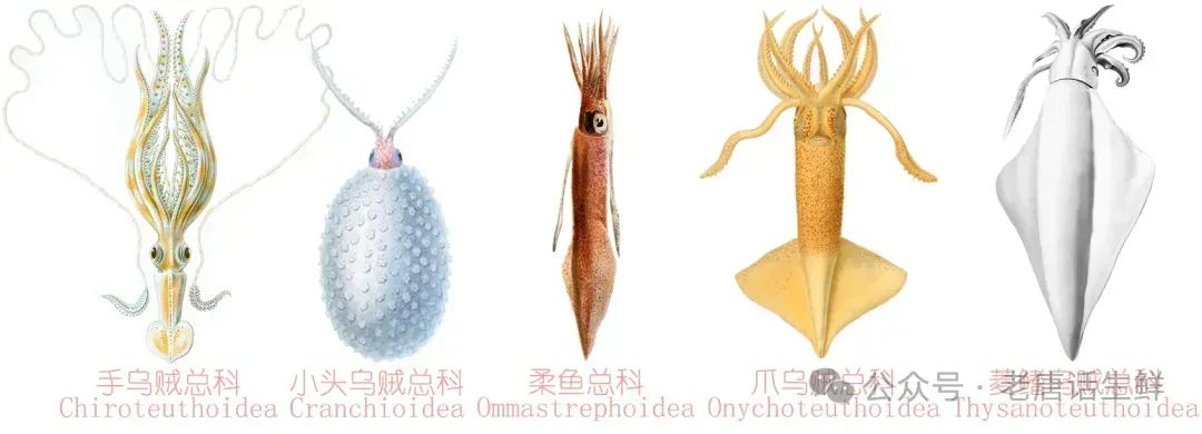 鱿鱼在中国大陆一般视作俗称,台湾地区才有鱿鱼目的叫法菱鳍乌贼总科