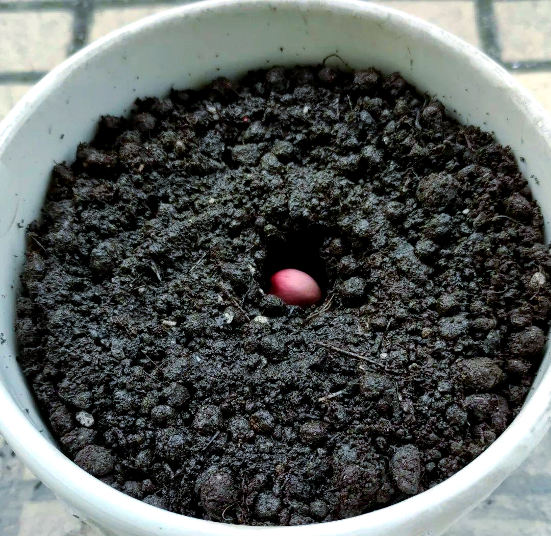 探索魔豆种植的简单步骤与生长变化