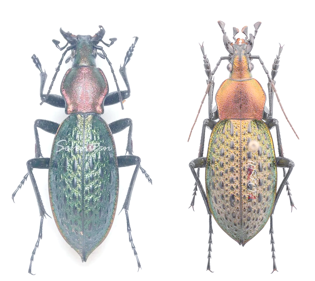 如何区分拉步甲与疑步甲?掌握这些技巧就够了!