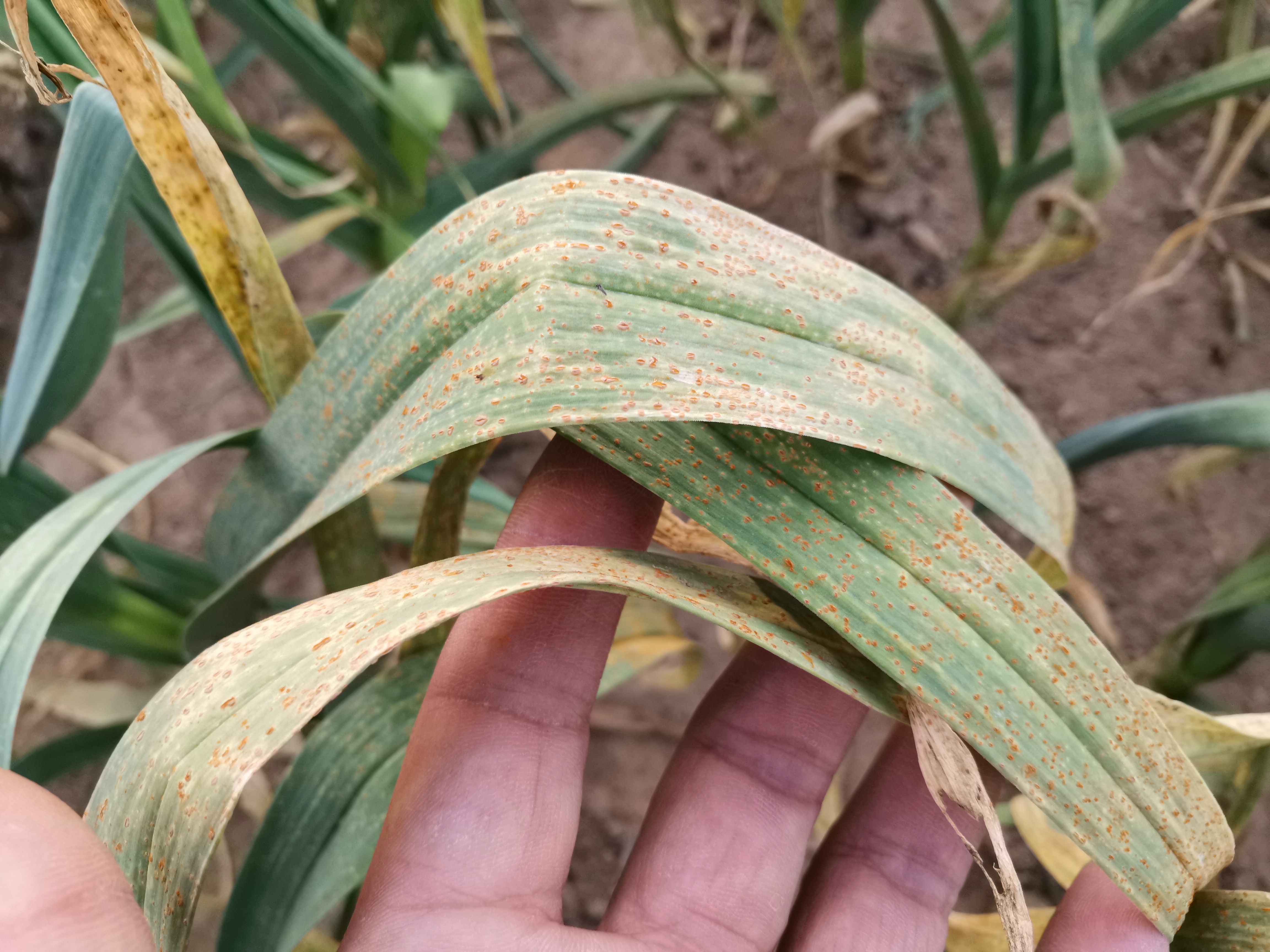 大蒜拔完蒜薹后,做好这三点,既能防止大蒜早衰还能促进蒜头膨大