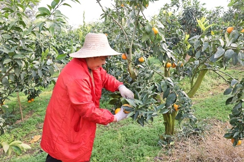 官垱镇:又是橙黄橘绿时 果农丰收笑开颜