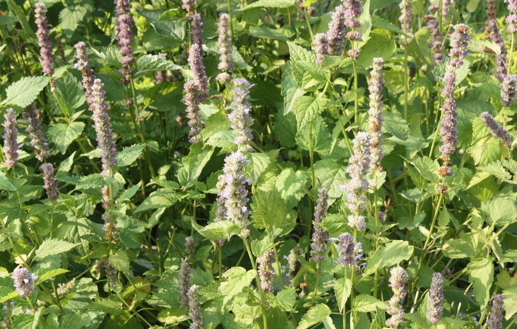 藿香~「每天一味药膳」