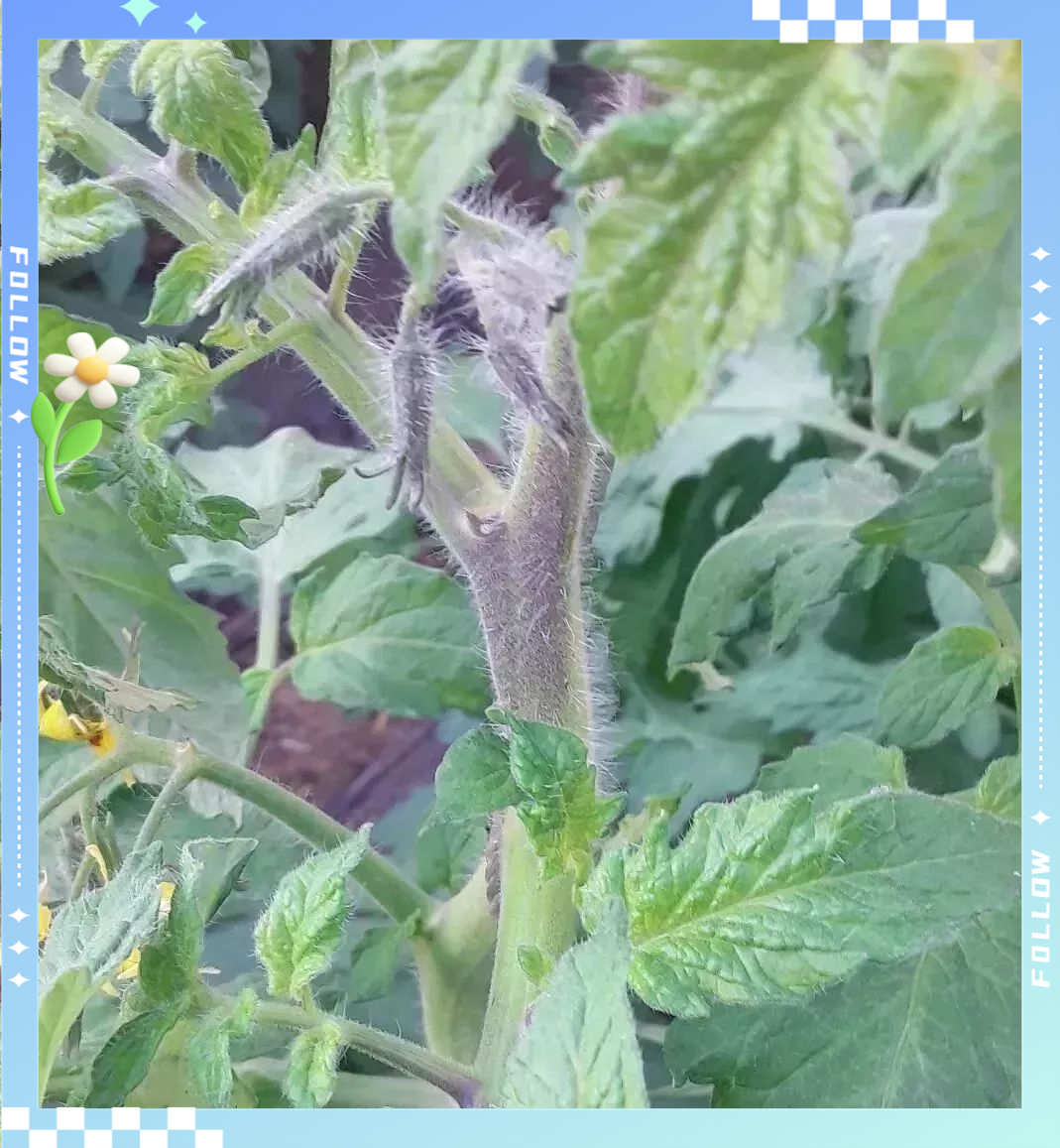 番茄缺素症状及补救方法全解析