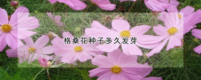 格桑花种子怎么种植(格桑花种子怎么种植和养护)