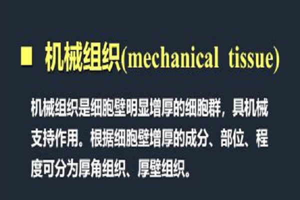 植物的机械组织