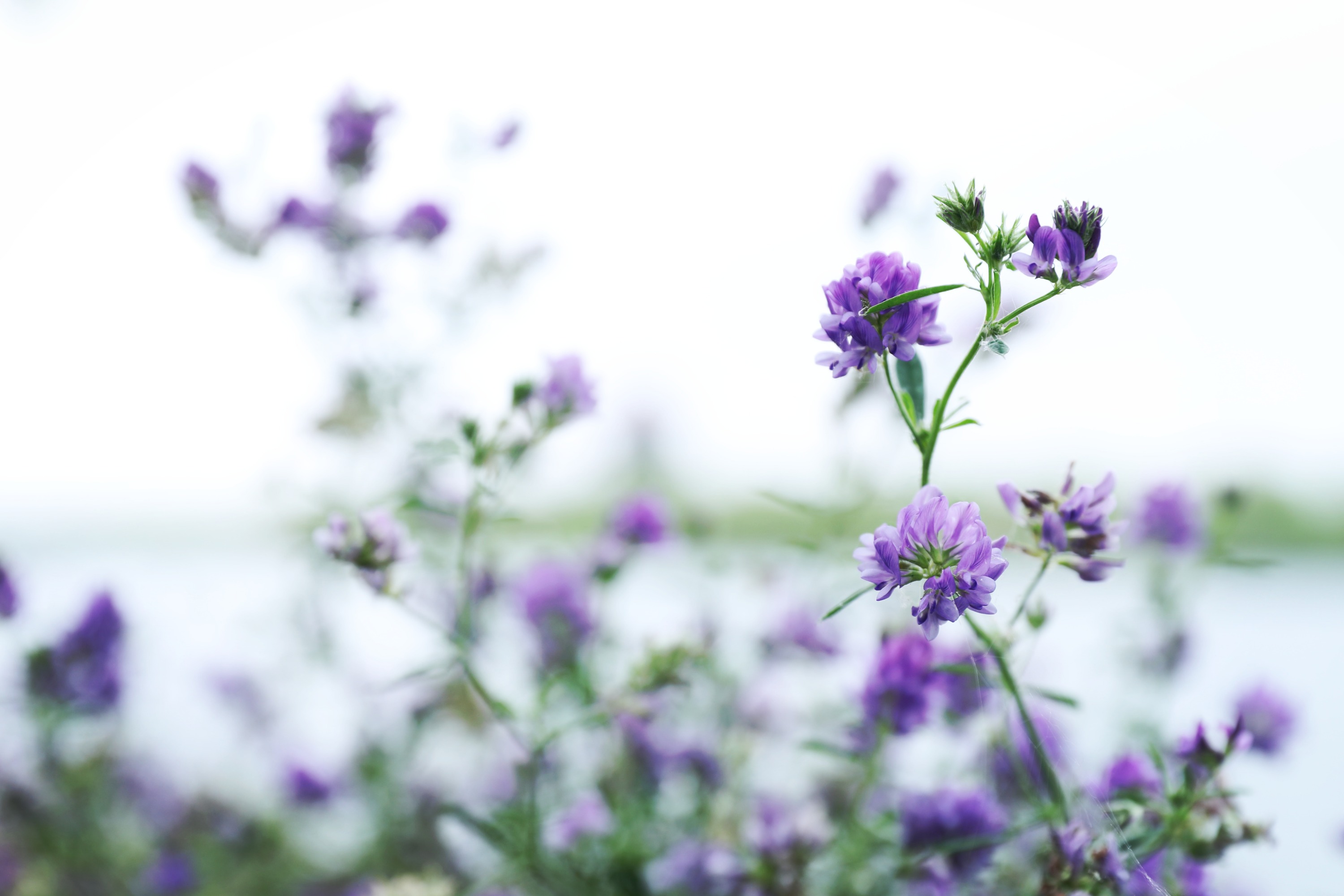 紫花苜蓿桌面图片