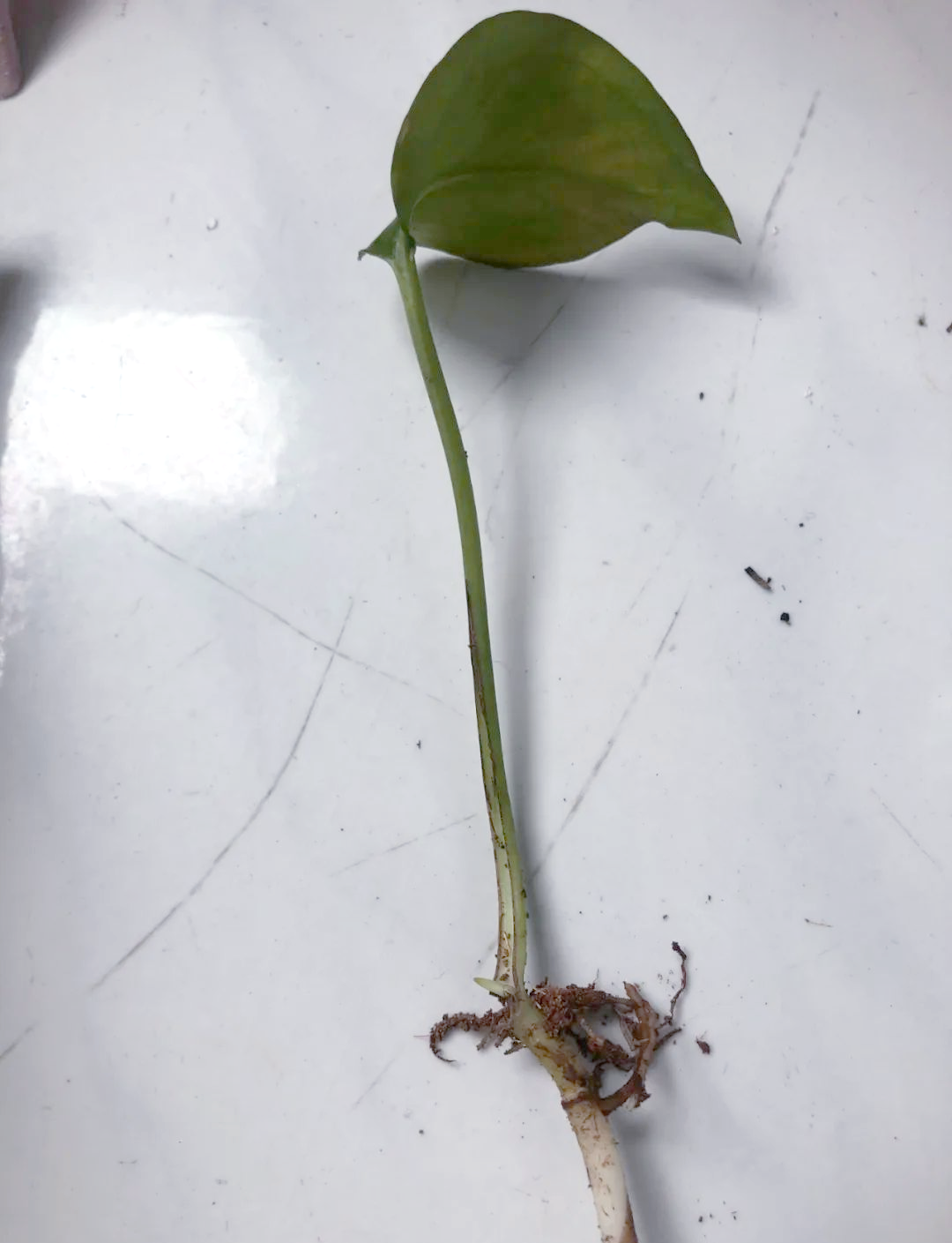 绿萝扦插繁殖存活率研究
