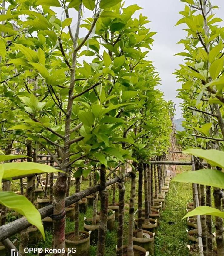 黄葛兰产地供应商 苗圃直供 全国配送 规格齐全 价格实惠