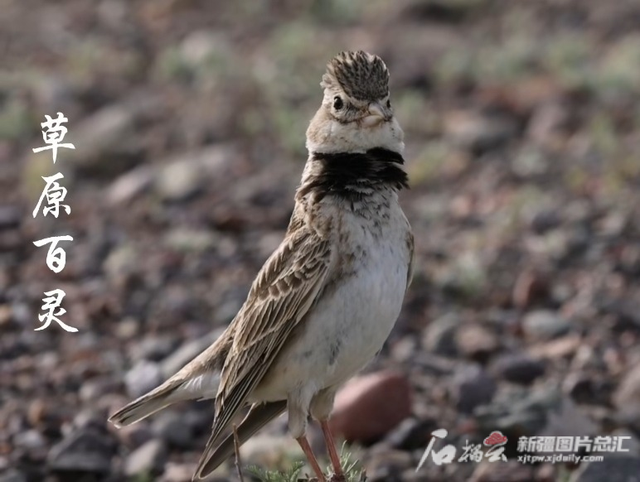 新疆野生动物保护名录图片