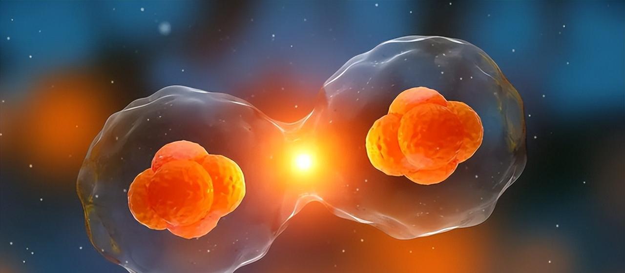 既然人类理论寿命有1000岁,那剩下的900多岁去哪了?