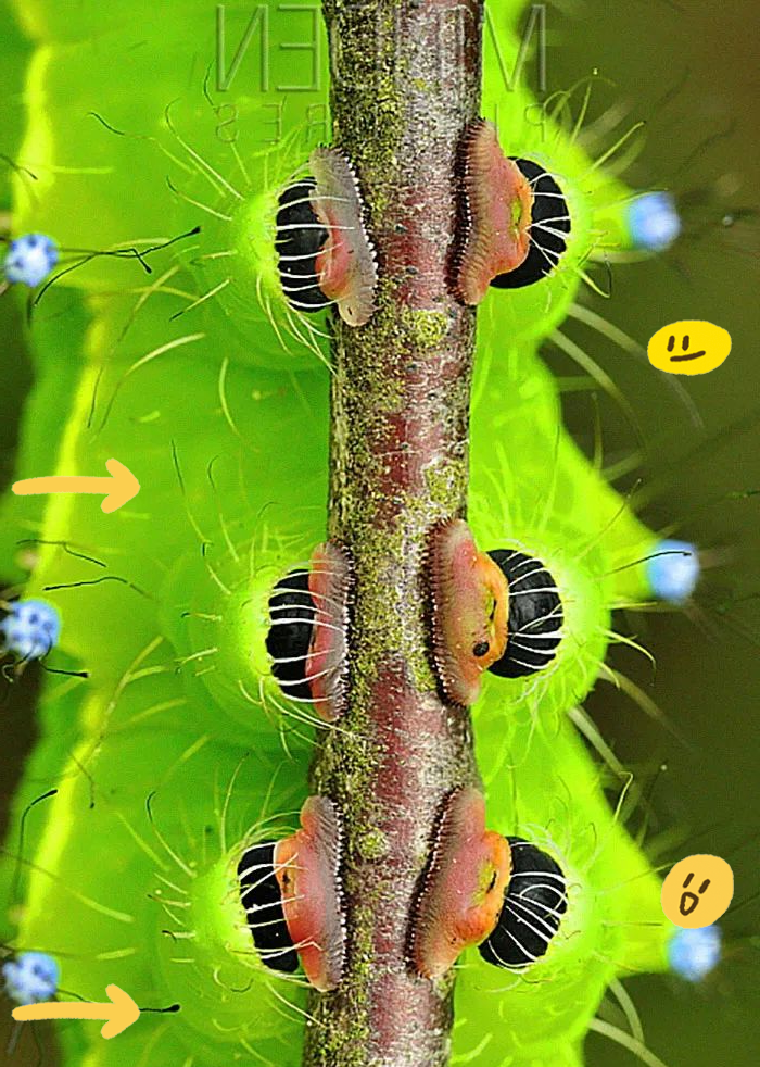 毛毛虫的足部探秘:众多小脚丫的放大之旅