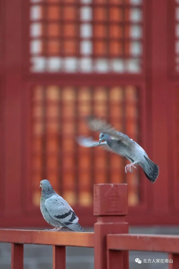 故宫飞鸽,一群飞翔在紫禁城上空的精灵