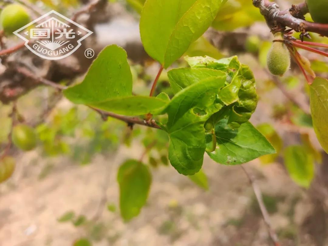 苹小卷叶蛾为害杏叶