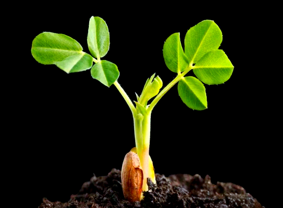 在地温介于13度至15度的范围内,花生种子发芽需要大约21天的时间