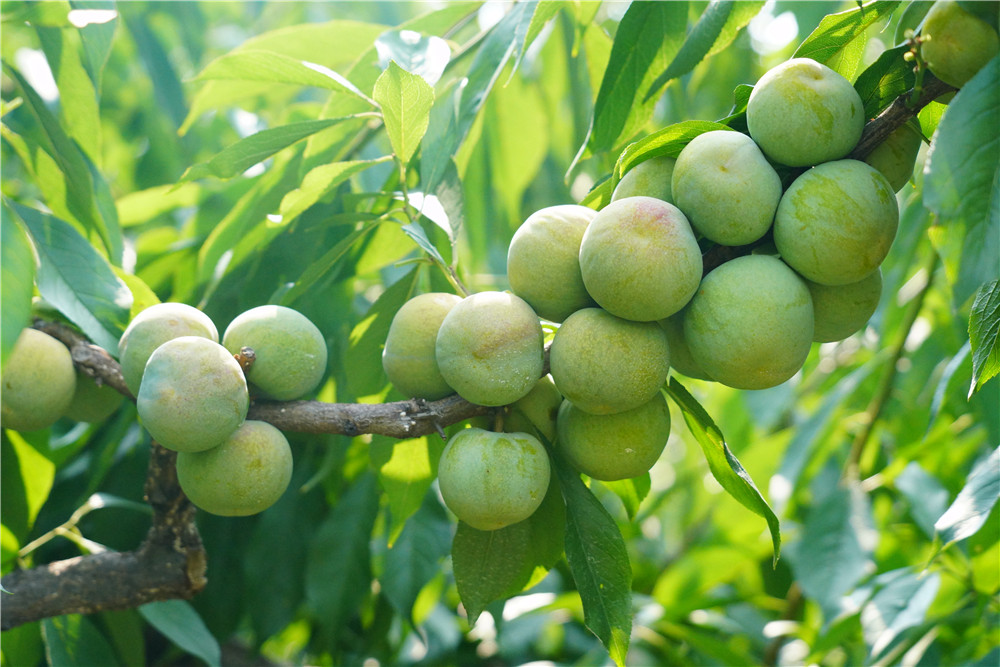 4万亩,避暑吹风吃李子,2023年第五届茂县李文化旅游节开幕啦!