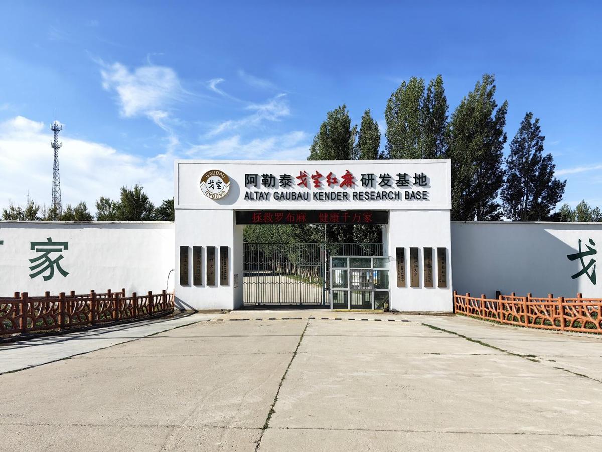 戈宝红麻:万亩荒漠变花海 扎根边疆的生态卫士