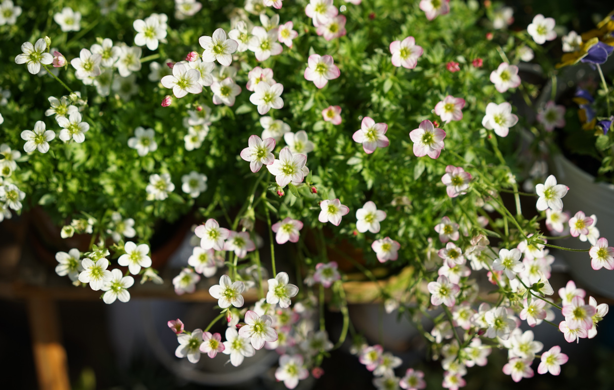 新型盆栽植物—高山虎耳草,花姿可爱灵动,清新治愈,很值得种植