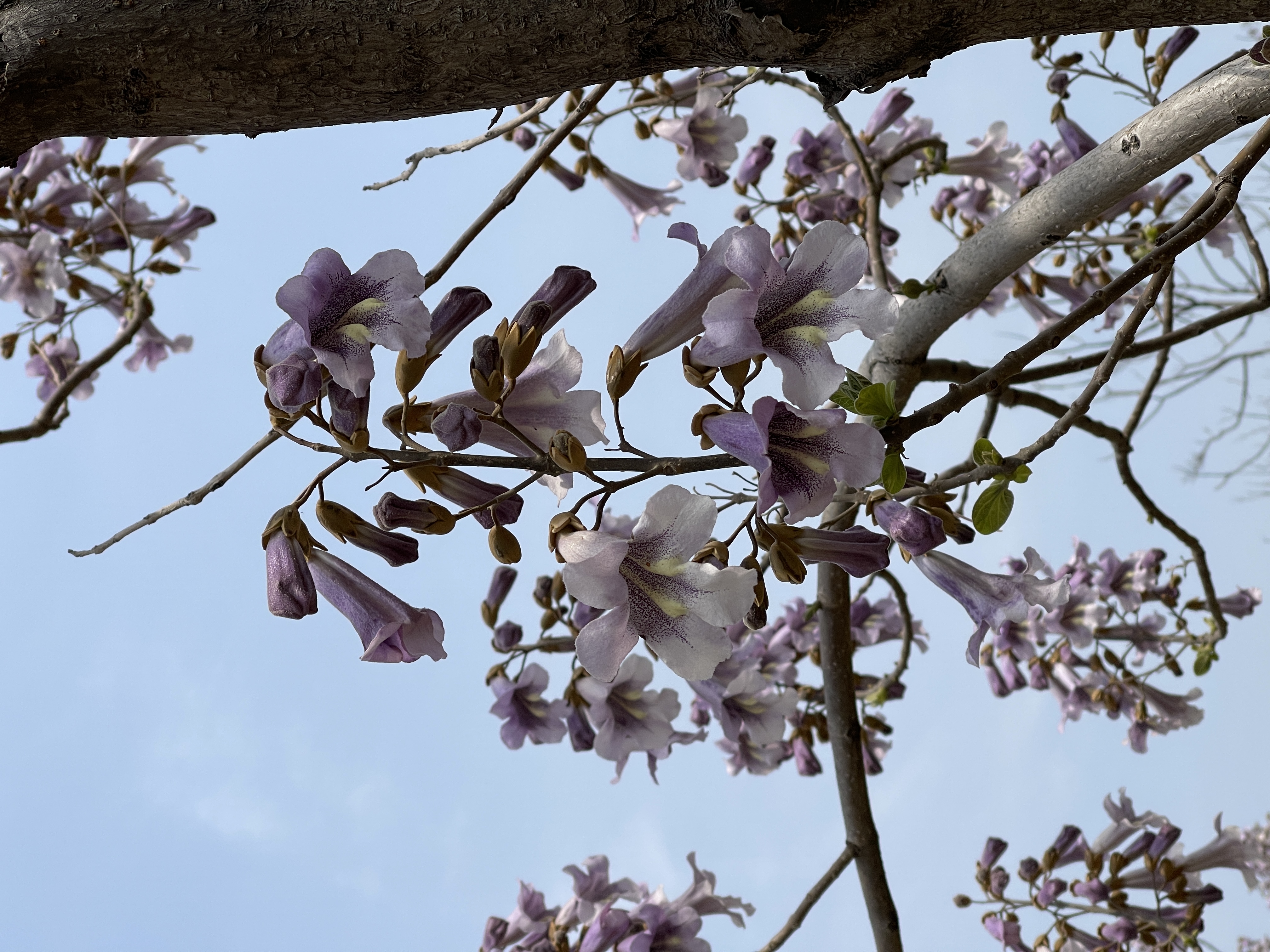 开紫花的是泡桐