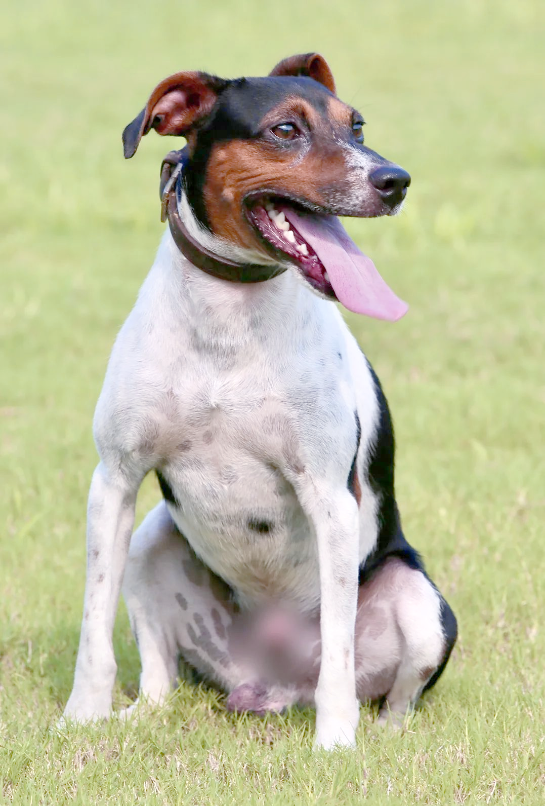 太仓犬,这一拥有两百多年历史的猎犬,如今已成为我国保护得相当成